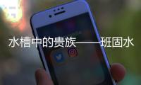 水槽中的贵族——班固水槽岁末疯狂抢购活动开始啦