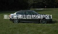 重庆金佛山自然保护区1米以上野生银杉达570多株