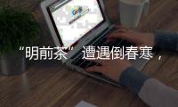 “明前茶”遭遇倒春寒，浙南受灾最严重