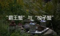 “霸王蟹”与“梭子蟹”，握“钳”言和！