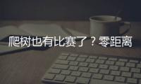 爬树也有比赛了？零距离看运动员争战“椰树之巅”