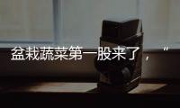 盆栽蔬菜第一股来了，“阳台种菜”治好了当代人的精神内耗？
