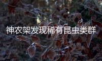 神农架发现稀有昆虫类群，在中国首次记录�，全球已知仅5种
