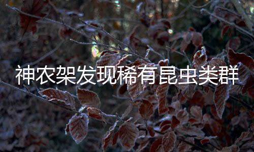 雄虫的现稀尾器显著地膨大