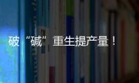 破“碱”重生提产量！ 珠海盐碱地变“丰产田”