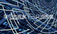 罕见的再审：一只流浪猫与24万元赔偿