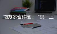南方多省种植，“臭”上热搜的石楠花怎么成为了城市绿化的“性价比之王”？丨硬核唠科