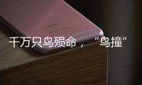 千万只鸟殒命，“鸟撞”现场调查，小鸟侦探请答题