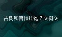 古树和官帽挂钩	？交树交印	�，明代就有了