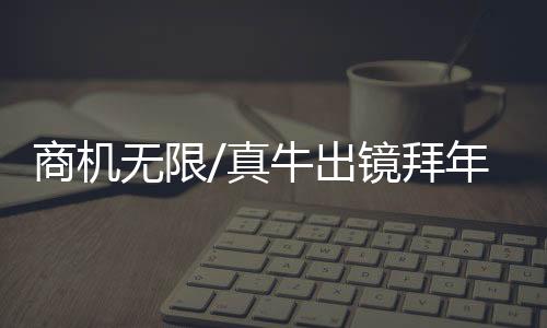 视频中的商机主角是一群牛
