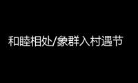 和睦相处/象群入村遇节庆 民众�：欢迎来做客