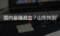国内最强混血
？山东找到未来核心 曲绍斌若带他世青赛成绩或更好