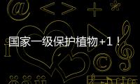 国家一级保护植物+1！珠海新发现紫纹兜兰野生群落