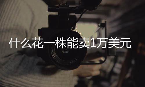 卖万美元也属于洋兰