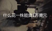 什么花一株能卖1万美元	，还能吃�？