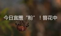 今日宜圈“粉”	！簪花中华白海豚亮相
