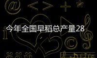 今年全国早稻总产量2833.7万吨