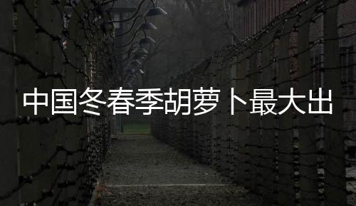 图为农民在胡萝卜地上忙碌