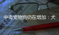 中毒宠物狗仍在增加：犬主标注防毒地图
，警方介入调查