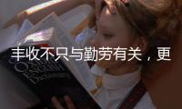 丰收不只与勤劳有关
，更与市场和风险相连丨记者手记