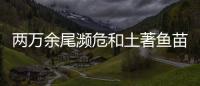 两万余尾濒危和土著鱼苗从武汉放流长江