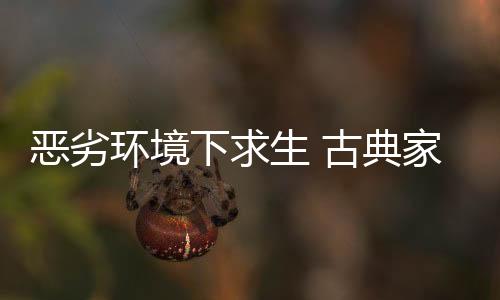 就古典家具企业而言