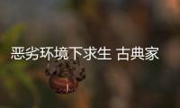 恶劣环境下求生 古典家具企业需要品牌�、定位和创新