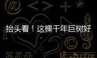 抬头看
！这棵千年巨树好高