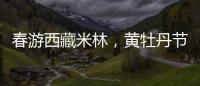 春游西藏米林，黄牡丹节这样玩！