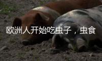 欧洲人开始吃虫子，虫食能否颠覆传统饮食格局？