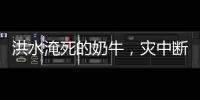 洪水淹死的奶牛，灾中断裂的生计