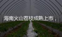 海南火山荔枝成熟上市�，“甜蜜季”开启