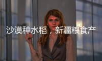 沙漠种水稻，新疆粮食产量赶超江西辽宁，背后是一场惊天巨变