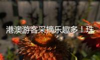 港澳游客采摘乐趣多！珠海盐碱地里水果喜迎丰收