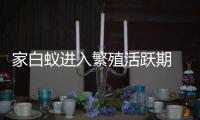 家白蚁进入繁殖活跃期 ，这些预防灭杀建议请收好→