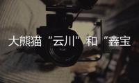 大熊猫“云川”和“鑫宝”将赴美
	，期限10年