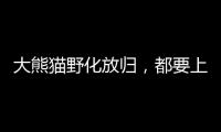 大熊猫野化放归	，都要上啥“培训课”？