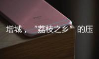 增城，“荔枝之乡”的压力与未来