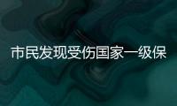 市民发现受伤国家一级保护动物绿海龟，珠海多部门联动接力救助→