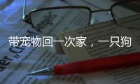 带宠物回一次家	，一只狗要比一只猫多花多少钱？｜春节账单④