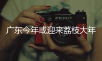 广东今年或迎来荔枝大年	，产量有望比去年激增三到四成