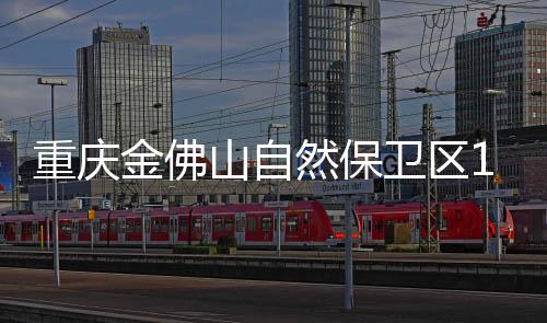 为了扩大银杉种群数量