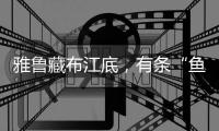 雅鲁藏布江底，有条“鱼”在凝望沙的迁徙