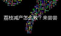 荔枝减产怎么救？来尝尝“冻眠荔枝”