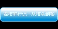 荔枝鲜行记�：从枝头到餐桌，中国重汽豪沃TS7冷藏车让鲜甜如约而至