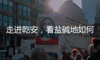 走进乾安，看盐碱地如何被炼成“肥田”