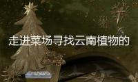 走进菜场寻找云南植物的多样性