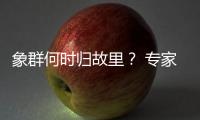 象群何时归故里？ 专家：大约在冬季