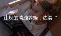 违规的清滩养蛏�：边滑“泥橇”边下农药