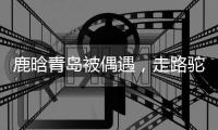鹿晗青岛被偶遇，走路驼背高低肩像老头，未戴口罩买奶茶浑身松弛